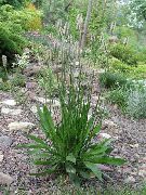 ���������� ���������� �������������� - Plantago lanceolata.���������� ������� �������  