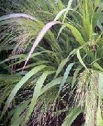 hell-grün Pflanze Lieben Gras (Eragrostis) foto