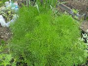 Prangos Trifida, Cachrys Alpina világos zöld Növény