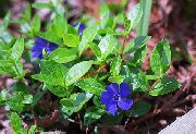blå Blomma Gemensam Vintergröna, Krypande Myrten, Flower-Of-Död (Vinca minor) foto