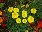 sárga  Körömvirág (Tagetes) fénykép