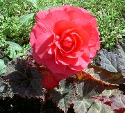 Cera Begônia, Begônia Tuberosa rosa Flor