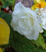Vasks Begonijas, Bumbuļveida Begonia balts Zieds