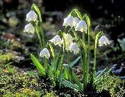 Pavasario Snaigės, Šv. Agnes Gėlė baltas žiedas