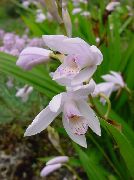 Žemės Orchidėja, Dryžuotas Bletilla baltas žiedas