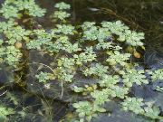 Vand Primula, Mose Portulak, Mose Seedbox grøn Blomst