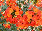 Bush Vijolična, Safir Cvet oranžna 