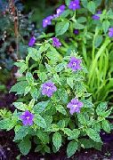 Bush Violet, Saphir Fleurs bleu ciel 