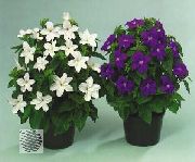 weiß  Busch Violetten, Saphir Blume (Browallia) foto