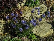 Birka Kicsit Scabious, Kúszó Téli Csombor kék Virág
