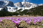 jorgovan Cvijet Proljeće Livada Šafran (Bulbocodium vernum) foto