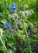 Borágó kék Virág