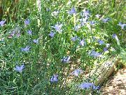 Austrālijas Bluebell, Garš Bluebell gaiši zils Zieds