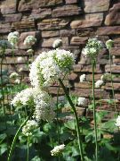 Βαλεριάνα, Ηλιοτρόπιο Κήπο λευκό λουλούδι