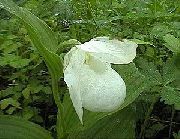 Κυρία Παντόφλα Ορχιδέα λευκό λουλούδι