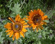 Cape Daisy, Monarh Od Veldt oranžna Cvet