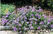 garden flowers lilac Verbena  Verbena  photos, description, cultivation and planting, care and watering