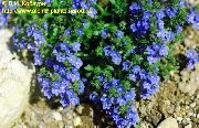 sinine Lill Brooklime (Veronica) foto