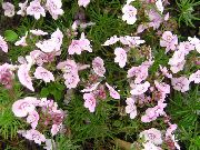 ვარდისფერი ყვავილების Brooklime (Veronica) ფოტო