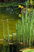 grün Blume Stuten Schwanz (Hippuris vulgaris) foto