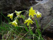 Πρώιμη Αστέρι-Of-Βηθλεέμ κίτρινος λουλούδι