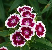 garden flowers claret Sweet William Dianthus barbatus photos, description, cultivation and planting, care and watering