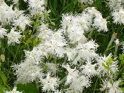 Dianthus Perrenial თეთრი ყვავილების