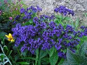 blau Blume Heliotrop, Kirschkuchen-Anlage (Heliotropium) foto