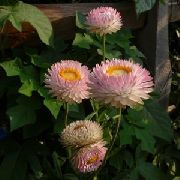 roz Floare Strawflowers, Daisy Hârtie (Helichrysum bracteatum) fotografie
