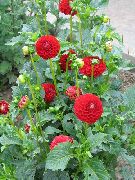 crvena Cvijet Dalija (Dahlia) foto