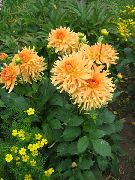 Dahlia oranžna Cvet