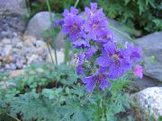 mavi çiçek Cesur Sardunya, Yabani Sardunya (Geranium) fotoğraf