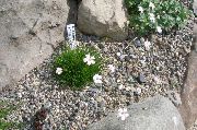 bílá Květina Gypsophila Bungeana  fotografie