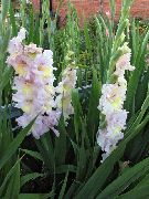 roze Bloem Zwaardlelie (Gladiolus) foto