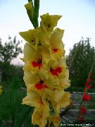 geel Bloem Zwaardlelie (Gladiolus) foto