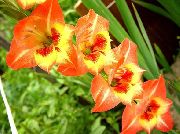Gladiole orange Blume