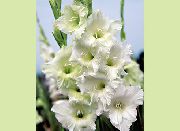 blanco Flor Gladiolo (Gladiolus) foto