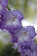 lichtblauw Bloem Zwaardlelie (Gladiolus) foto