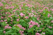 rosa Blomma Bovete (Fagopyrum esculentum) foto