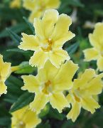 წებოვანი Monkeyflower ყვითელი ყვავილების