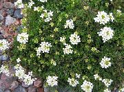 weiß Blume Gämsen Kresse (Hutchinsia alpina) foto