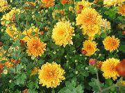 помаранчевий Квітка Хризантема Сибірська (Дендрантема) (Dendranthema) фото