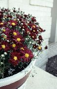 бордовий Квітка Хризантема Сибірська (Дендрантема) (Dendranthema) фото