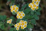 жовтий Квітка Хризантема Сибірська (Дендрантема) (Dendranthema) фото