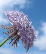 jorgovan  Plave Čipke Cvijet, Rottnest Otok Tratinčica (Didiscus) foto