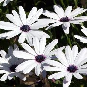 Діморфотека білий Квітка