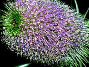 šeřík Květina Pcháč (Dipsacus) fotografie