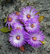 lilac Blóm Livingstone Daisy (Dorotheanthus (Mesembryanthemum)) mynd