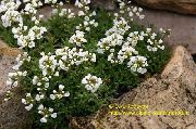 Ντράμπα λευκό λουλούδι