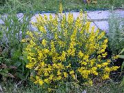 sarı çiçek Ispanyolca Karaçalı, Ispanyolca Süpürge (Genista  hispanica) fotoğraf
